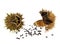 Pods and seeds of Jimson Weed, Datura stramonium
