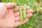 Pods of young peas in hand in the garden