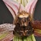 Poecilocampa populi sits on an orchid