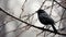 A Poetic Encounter: The Changeling Blackbird In A Rainstorm