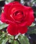 A Poetic Ode to the Beauty of the Red Rose