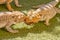 Pogona fighting