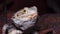 Pogona vitticeps Agamid lizard