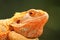 Pogona vitticeps Central Bearded Dragon close up