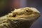 Pogona vitticeps with light green skin. Bearded dragon