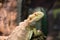 Pogona vitticeps with light green skin walks in nature.