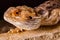 Pogona Vitticeps portrait