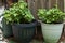 Pogostemon cablin patchouli plants growing in pots outdoors