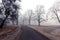 Pohansko - road frosty, foggy morning, frost on grass, trees in fog.