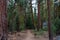 Pohoho Trail - forest path in Yosemite National Park California USA