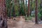 Pohoho Trail - forest path in Yosemite National Park California USA