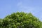 Pohon BIntaro, Cerbera manghas tropical evergreen poisonous tree and blue sky