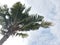 Pohon kelapa or the coconut tree againts the sky. beautiful scenic. summer vibes. isolated background. Selective focus