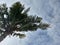 Pohon kelapa or the coconut tree againts the sky. beautiful scenic. summer vibes. isolated background. Selective focus