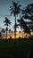 Pohon kelapa saat sunrise Pangandaran