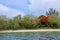 Pohon Natal Desember on an island in Indonesia. Delonix regia is a species of flowering plant in the bean family Fabaceae. Flowers