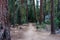 Pohono trail in the forest, Yosemite National Park California USA