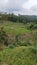 Pohto Upland rice plantation