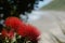 Pohutakawa flowers frame a beach scene