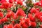 Pohutukawa Bloom