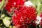 Pohutukawa Blooms