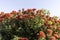 Pohutukawa Blooms