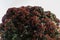 Pohutukawa Blooms