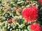 Pohutukawa ,crimson flowers under sunshine.