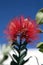 Pohutukawa Flower