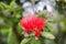 Pohutukawa Flower, Dunedin, South Island, New Zealand