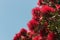 Pohutukawa flowers against blue sky