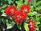 Pohutukawa Flowers & Leaves - New Zealand Christmas Tree