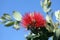 Pohutukawa - New Zealand Christmas tree