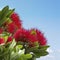 Pohutukawa, the New Zealand Christmas Tree