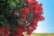 Pohutukawa, New Zealand Christmas Tree