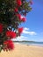 Pohutukawa red flowers blossom on December