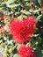 Pohutukawa, red flowers under morning sunshine.