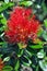 Pohutukawa - Single Flower & Bee - New Zealand Christmas Tree