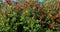 Pohutukawa Tree Background Panorama, New Zealand