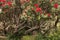 Pohutukawa tree in bloom