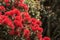 Pohutukawa tree in bloom