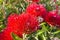 Pohutukawa tree flowerheads in bloom