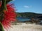 Pohutukawa tree flowering