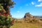 Pohutukawa tree flowering and Lion  Rock, Piha beach,  New Zealand