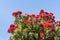 Pohutukawa tree flowers in bloom against blue sky