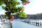 Pohutukawa tree and flowers at Doves Bay Marina, Kerikeri, New Z