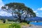 A pohutukawa tree growing on the coast at Raukokore, New Zealand