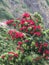 Pohutukawa tree at Piha