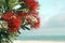 Pohutukawa tree red flowers sandy beach