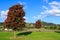 Pohutukawa trees in full summer bloom on the outskirts of Thames, New Zealand